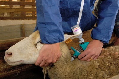 emergenza-blue-tongue-in-sardegna,-l’appello-di-sivemp:-«servono-piu-medici-veterinari»