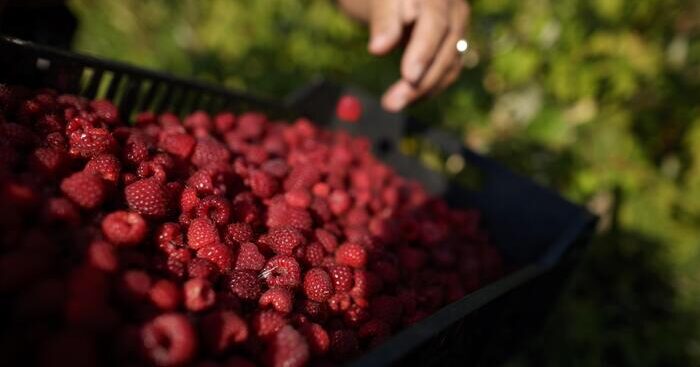 dieta-nordica,-benefici-salute-anche-senza-perdita-di-peso