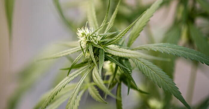 pubblicato-l’avviso-per-la-coltivazione-di-cannabis-terapeutica