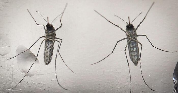 west-nile:-88enne-morto-all’ospedale-di-ferrara