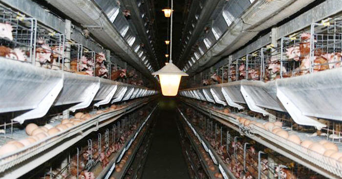 stato-regioni,-ok-a-etichetta-nazionale-su-benessere-animale