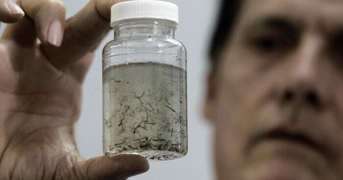 west-nile:-altri-due-animali-infetti-scoperti-in-fvg