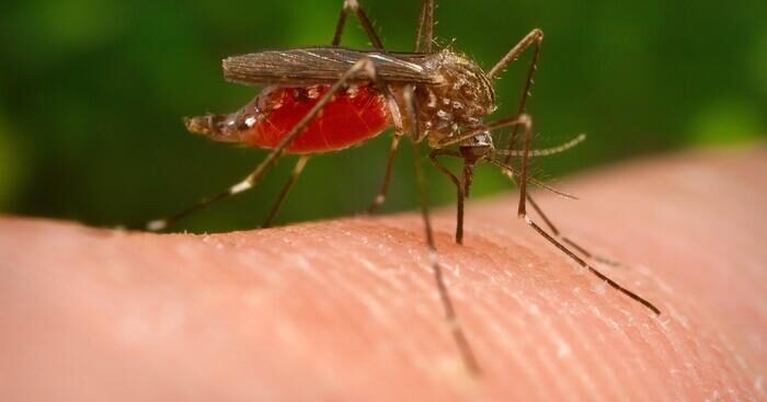 west-nile:-e-morta-la-donna-ricoverata-a-cagliari