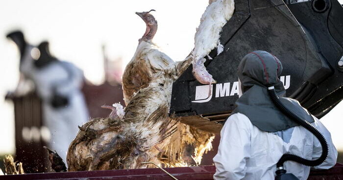 efsa-ecdc,aviaria-2021-22-la-piu-grande-mai-vista-in-europa