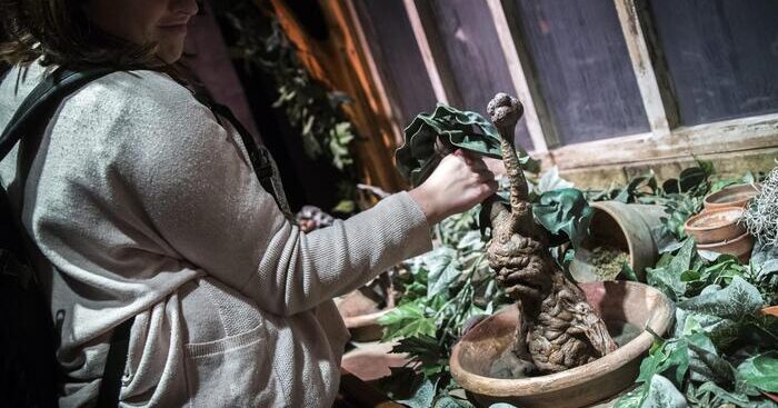 mandragora,-gli-effetti-collaterali-dalla-vista-offuscata-fino-al-coma