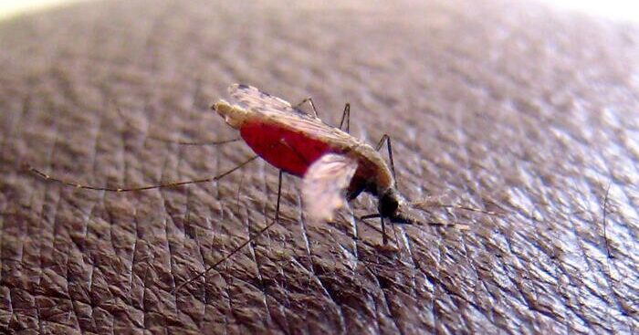 malaria,-monoclonale-taglia-rischio-di-infezione-dell’88%