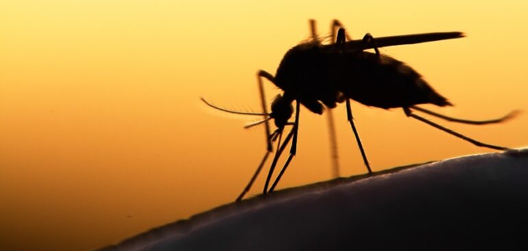 malaria-in-africa:-perche-la-maggior-parte-dei-paesi-non-l’ha-ancora-sconfitta?