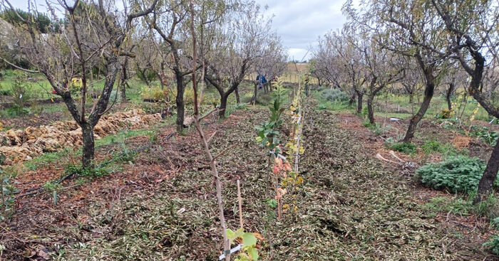 epifania:-bambino-gesu,-piccoli-pazienti-adottano-650-alberi