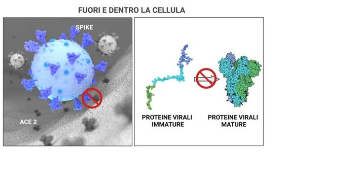 covid:-studio,-molecole-tioliche-per-nuovi-antivirali