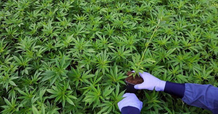 cannabis-nemica-del-cuore,-+34%-rischi-con-uso-quotidiano