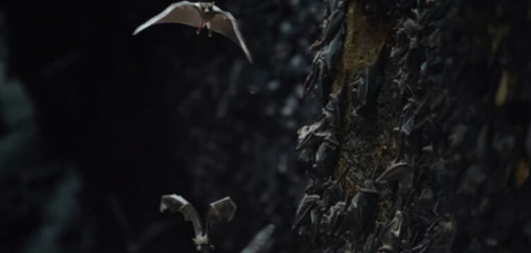 lyssavirus-nei-pipistrelli,-la-trasmissibilita-del-virus-raddoppia-dopo-il-parto