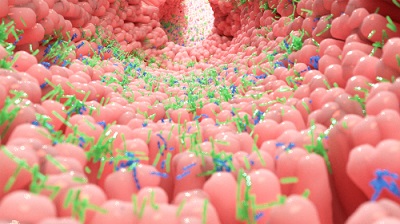 tumori:-il-microbiota-intestinale-puo-aumentare-l’efficacia-dell’immunoterapia