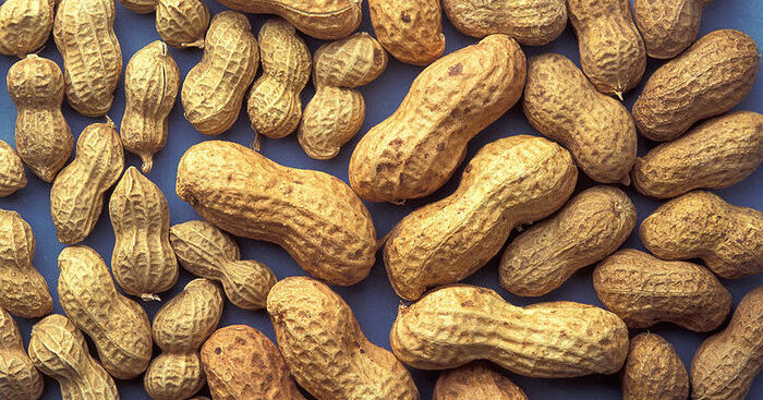 un-cerotto-contro-l’allergia-alle-arachidi-nei-bambini