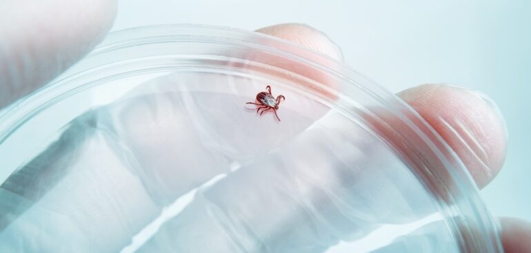 malattia-di-lyme,-piu-vicini-a-primo-vaccino.-gobbi-(negrar):-«implicazioni-importanti»