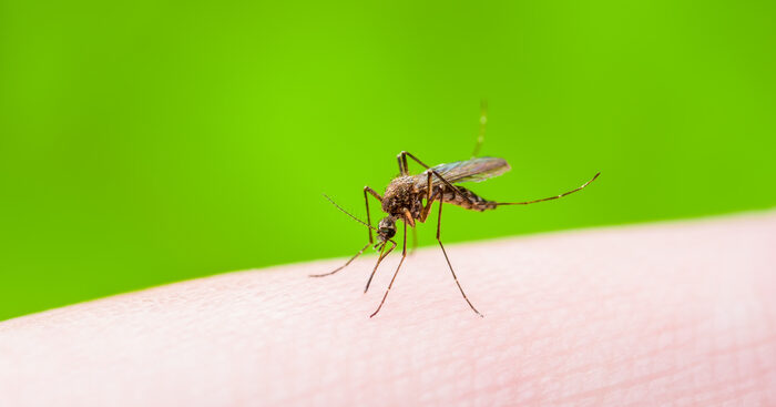 venti-i-virus-sorvegliati,-arrivano-dall’africa-e-dall’asia,-pericolo-zanzare
