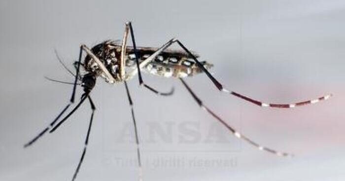 confermato-un-caso-di-febbre-dengue-nel-torinese