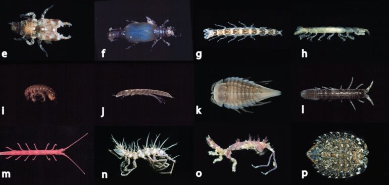 salute,-biologo-marino:-«invasione-pulci-mare?-punture-possono-provocare-bolle-o-prurito»
