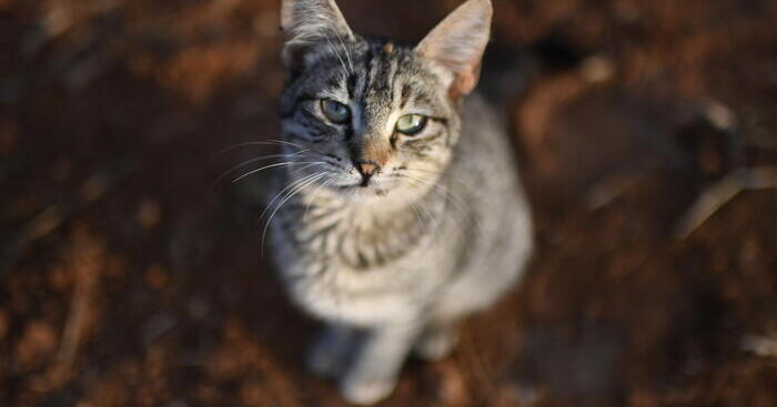 gatti-con-aviaria-in-polonia,-identificato-ceppo-virus