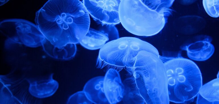 meduse:-come-difendersi-dagli-“alieni”-del-mare.-i-consigli-del-dermatologo