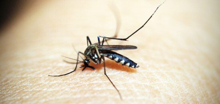 zanzare:-non-si-estingueranno-con-la-fine-dell’estate.-il-profumo-al-cocco-il-miglior-repellente