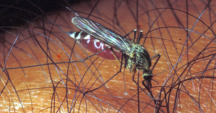 insetti-killer-in-estate,-occhio-ai-sintomi-persistenti