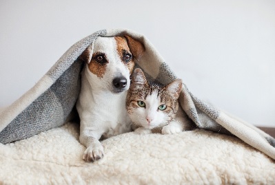cani-e-gatti-sono-serbatoi-di-virus,-da-quello-della-rabbia-al-sars-cov-2