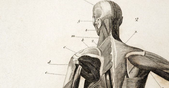 un-museo-da-salvare,-all’eugenio-morelli-oltre-mille-preparati-anatomici