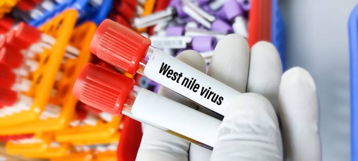 west-nile:-le-zanzare-possono-trasmettersi-il-virus-tra-di-loro