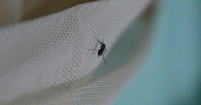 il-peru-dichiara-lo-stato-di-emergenza-sanitaria-per-la-dengue