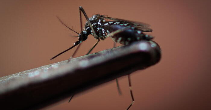 cresce-l’allarme-in-brasile,-oltre-1,5-milioni-i-casi-di-dengue