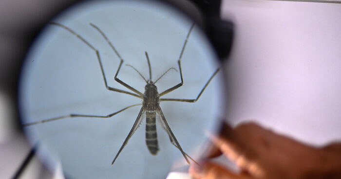 superati-i-3-milioni-di-casi-di-dengue-in-brasile,-e-record