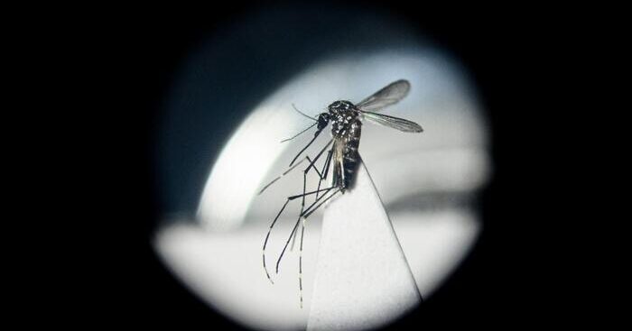 da-inizio-2024-sono-117-i-casi-di-dengue-in-italia