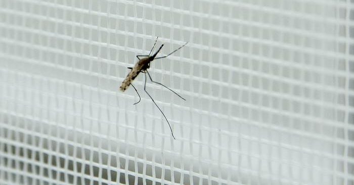 iss,-nessun-allarme-per-un-possibile-ritorno-della-malaria