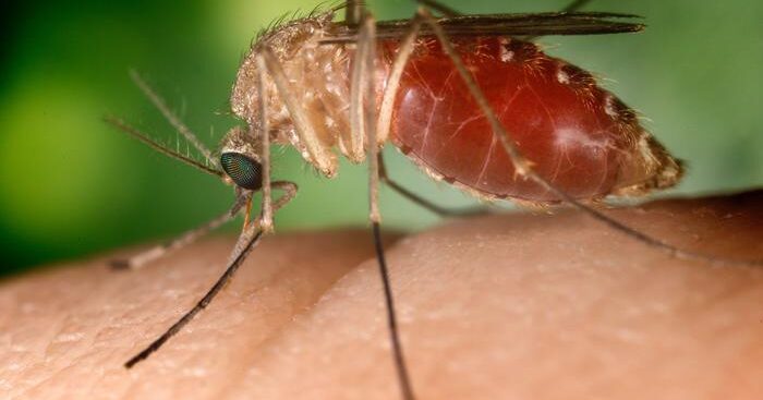 contrae-il-virus-west-nile,-morto-89enne-nel-modenese
