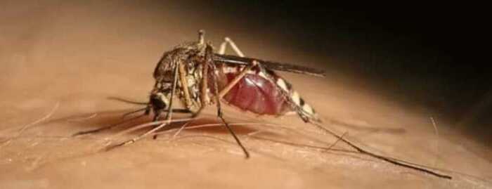 west-nile,-i-casi-di-padova-salgono-a-cinque