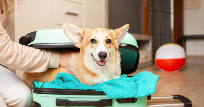 certificati-e-vaccini,-guida-per-viaggiare-con-i-propri-animali