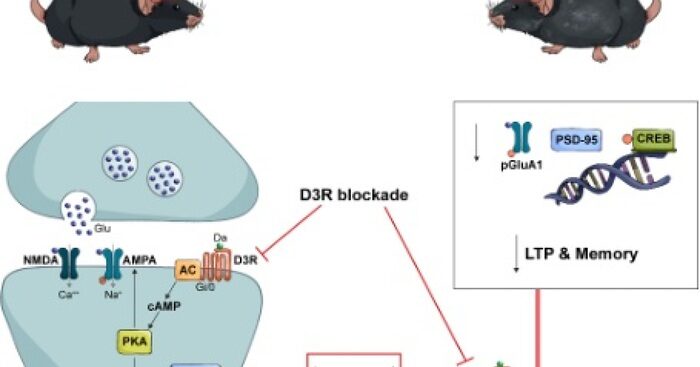 una-‘proteina-serratura’-contro-il-declino-cognitivo