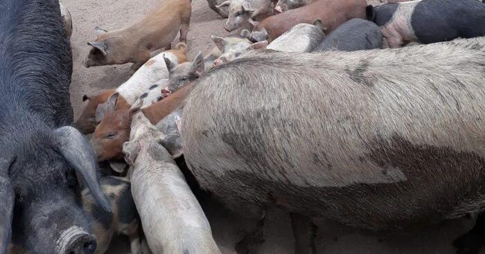 l’ue-abroga-le-misure-restrittive-sulla-peste-suina-in-sardegna