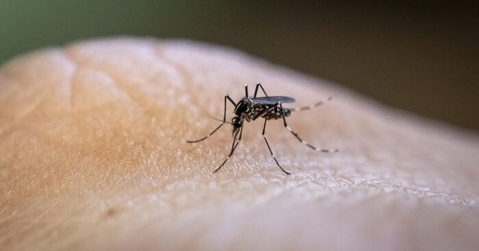 iss,-casi-di-dengue-salgono-a-625-da-gennaio,-diversi-i-focolai