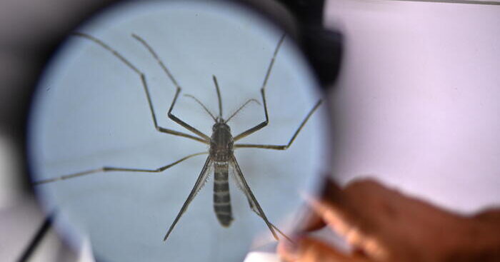 iss,-da-inizio-anno-667-casi-di-dengue-e-207-sono-autoctoni