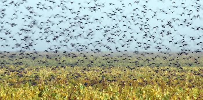 aviaria,-in-francia-il-rischio-si-alza-da-‘moderato’-a-‘alto’