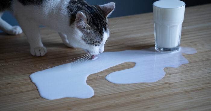 probabile-infezione-da-aviaria-anche-nei-gatti-a-los-angeles