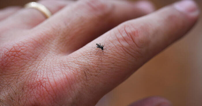 in-uruguay-la-dengue-si-combattera-con-zanzare-sterilizzate