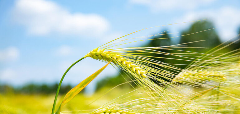 celiachia,-verso-una-terapia-cellulare-che-spegne-la-reazione-al-glutine