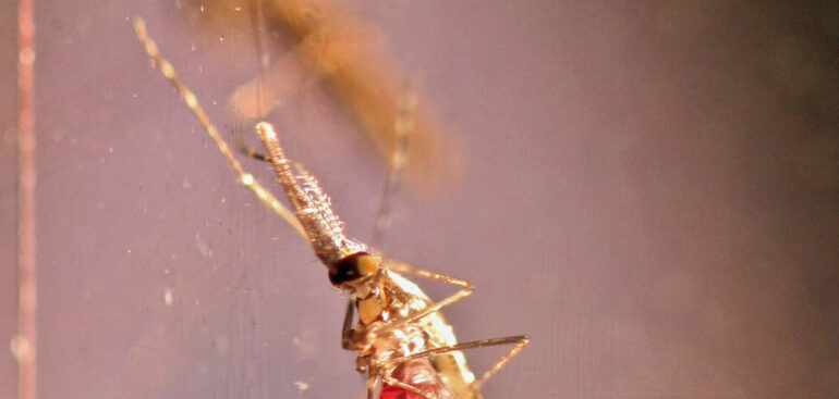 iss,-nel-2023-in-italia-798-casi-di-malaria-tutti-importati