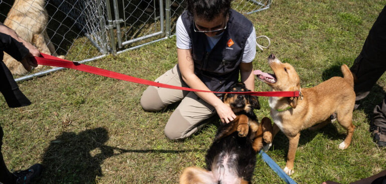 cani-donatori-di-sangue,-accordo-zooprofilattico-venezie-enpa