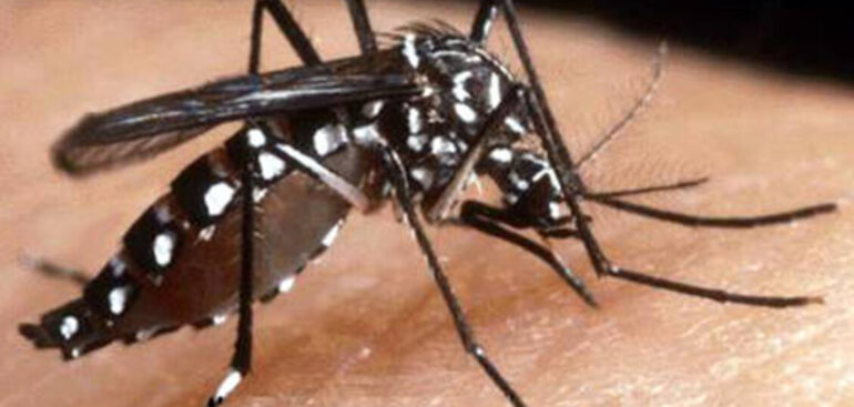 iss,-da-inizio-anno-68-casi-di-dengue-e-22-di-chikungunya