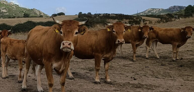 dermatite-bovina,-altri-casi-sospetti-in-sardegna