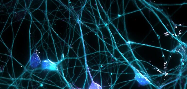 la-neuroinfiammazione-e-essenziale-per-i-ricordi-e-la-salute-dei-neuroni,-uno-studio-ribalta-le-convinzioni