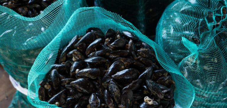 ecdc,-i-batteri-vibrio-in-aumento-con-il-riscaldamento-dei-mari